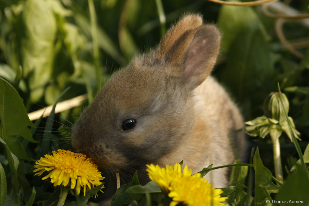 Baby Kaninchen bunny