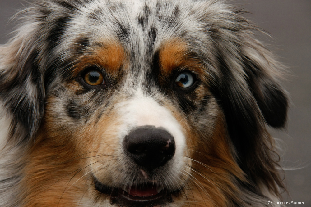 Australian Shepherd Portrait