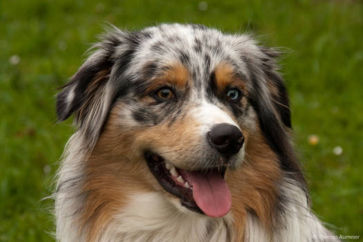 Australian Shepherd Portrait 2