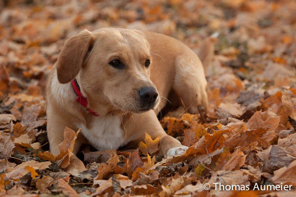 Camouflaged Dog