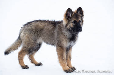 German Shephard Puppy 4
