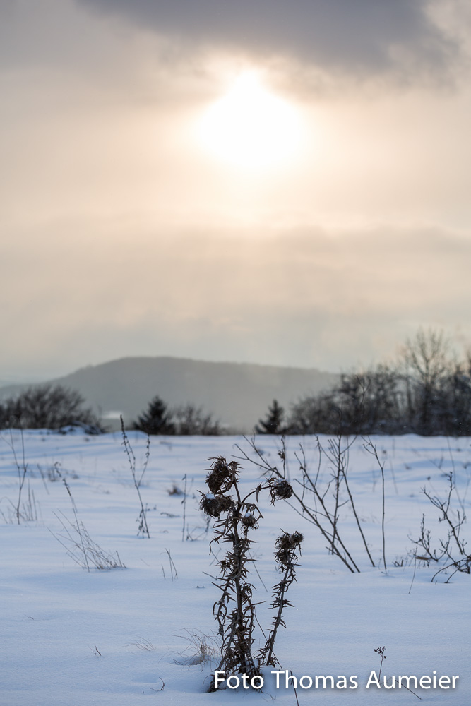 Thistle at winter