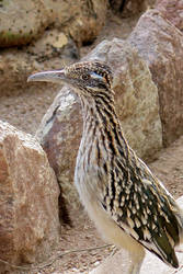 Roadrunner