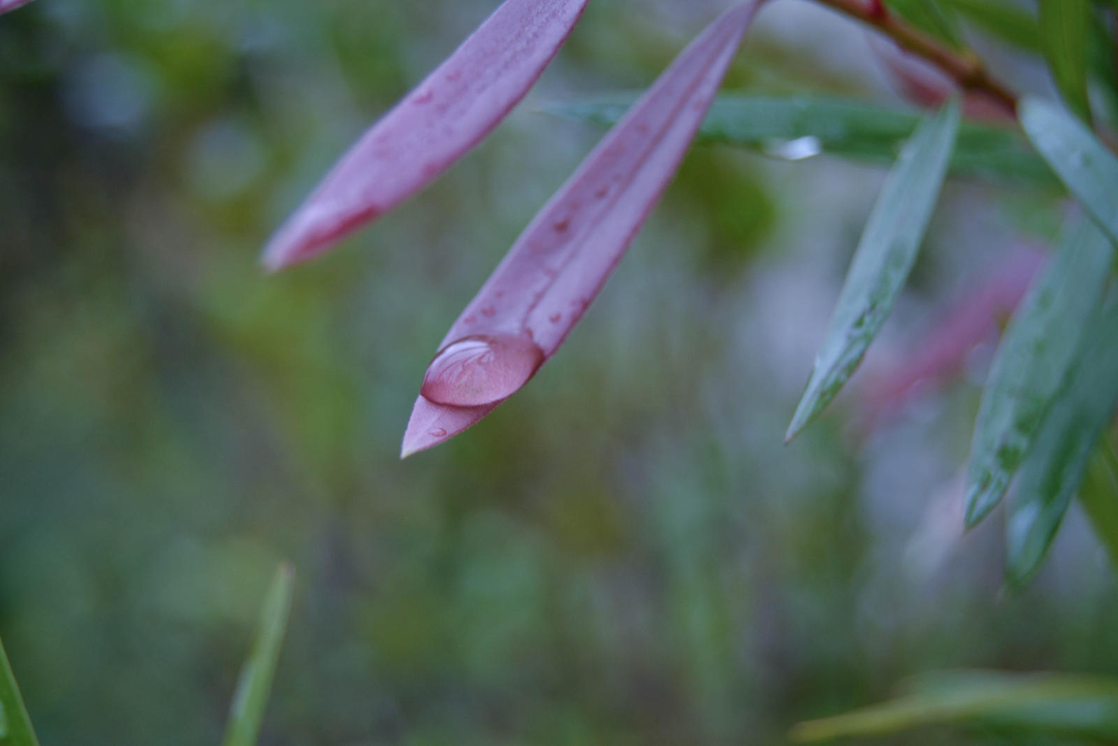 Water drop