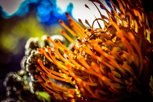 Protea in Sunlight