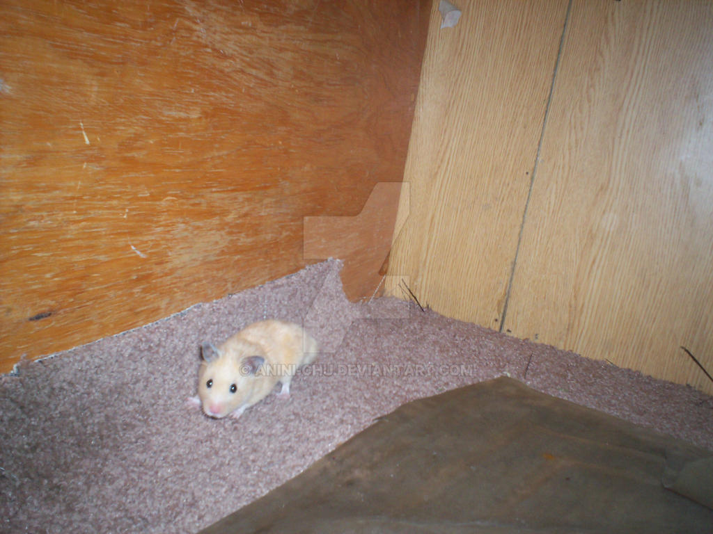 Beautiful view of Hamster Flu In Hamsters