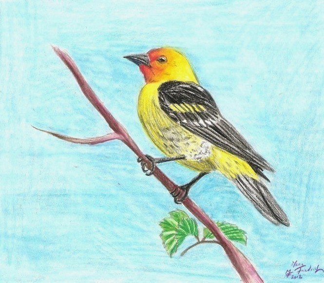 Western Tanager