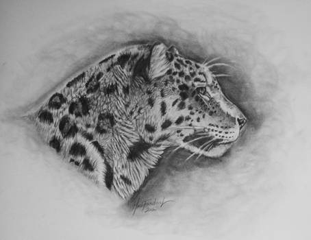 Leopard of the Mist