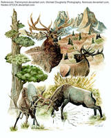 Watercolor Elk Compilation by Blackwolfoffireworks