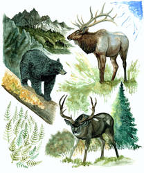 Watercolor Elk, Black Bear, and Mule Deer