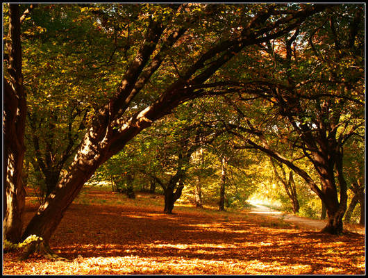 Autumn Wonderland