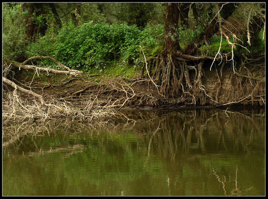 Lush, Green and Ancient