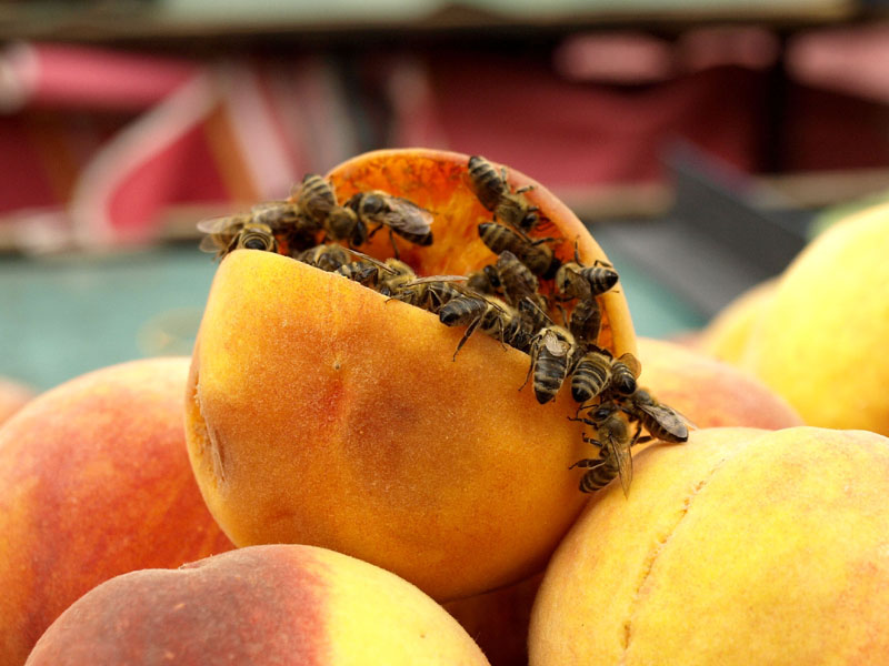 Zagreb Market - We Like Peach