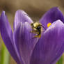 Bathing in a Crocus