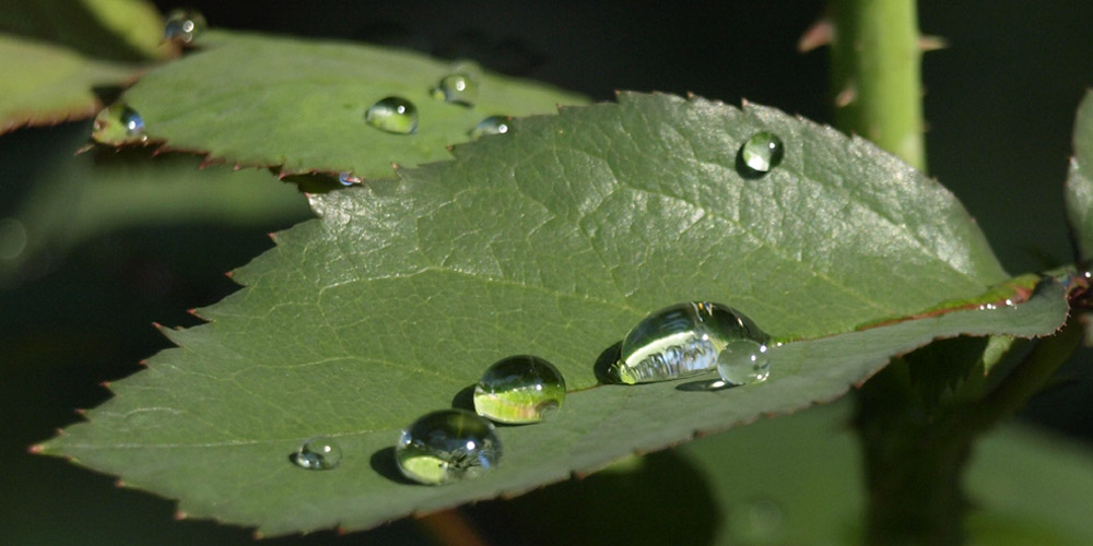 Waterdrops...