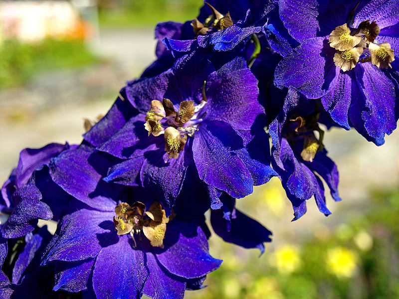 Norwegian Larkspur