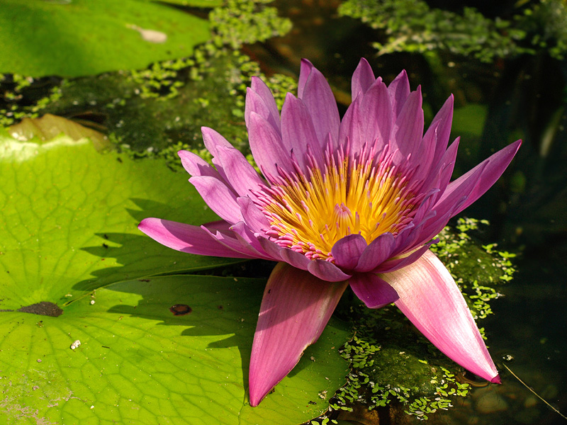 Pink in the Pond