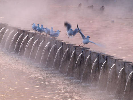 Dreamlike Seagull Sauna