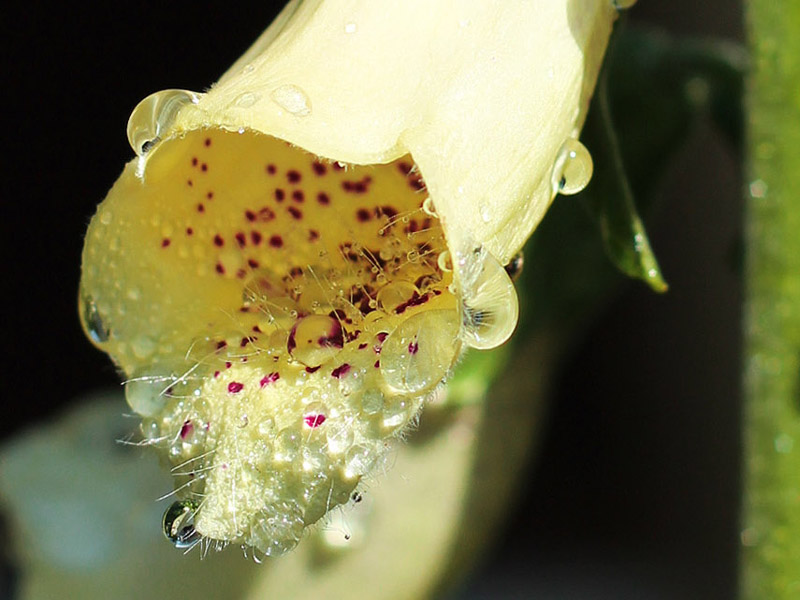 Waterdrops in Yellow Flower