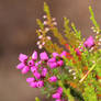 Heather on Rannoch Muir