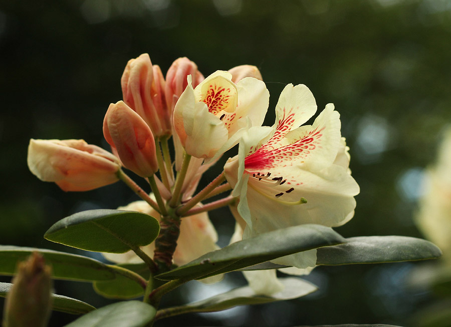 Ivory Coloured Rhododendrons