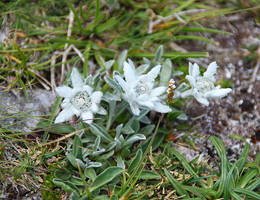 Edelweiss