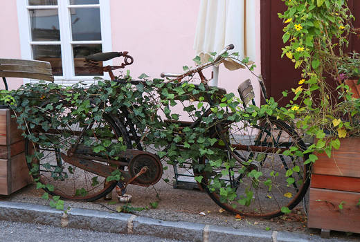 Bicycle in Ivy