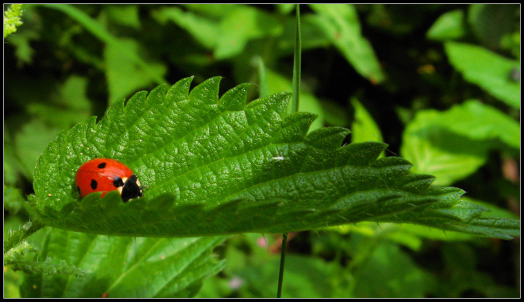 Hiding in the Nettles