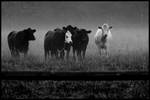 Cattle 1 by eremite1-61803399