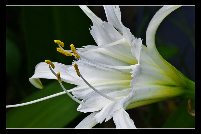 Cahaba Lily I