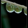 Dew Drop Reflections