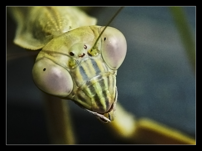 Praying Mantis