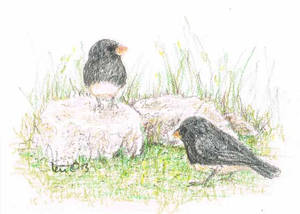 Two Juncos ACEO