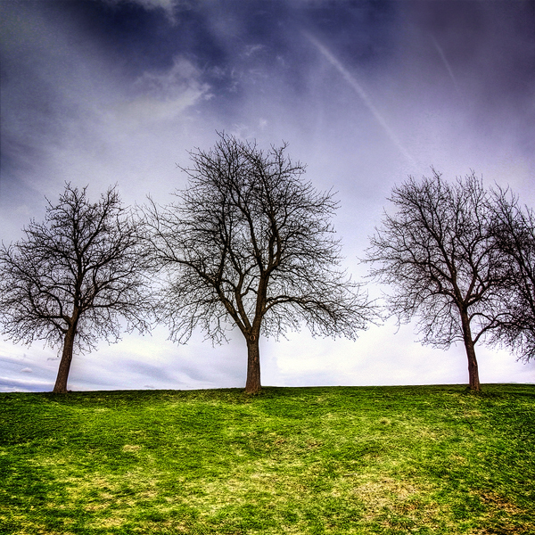 three trees