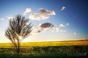 UK Fields of Gold by maticgolob