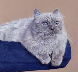 Bayou - Himalayan Cat