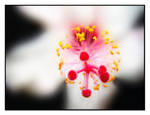 flower no 6 by d4doggy