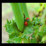 On the Parsley - Wolfiedeviant