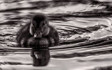 Duckling in Battersea Park