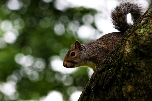 Squirrel Lookout in Hyde Park, London