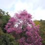 Japanese Cherry Blossom