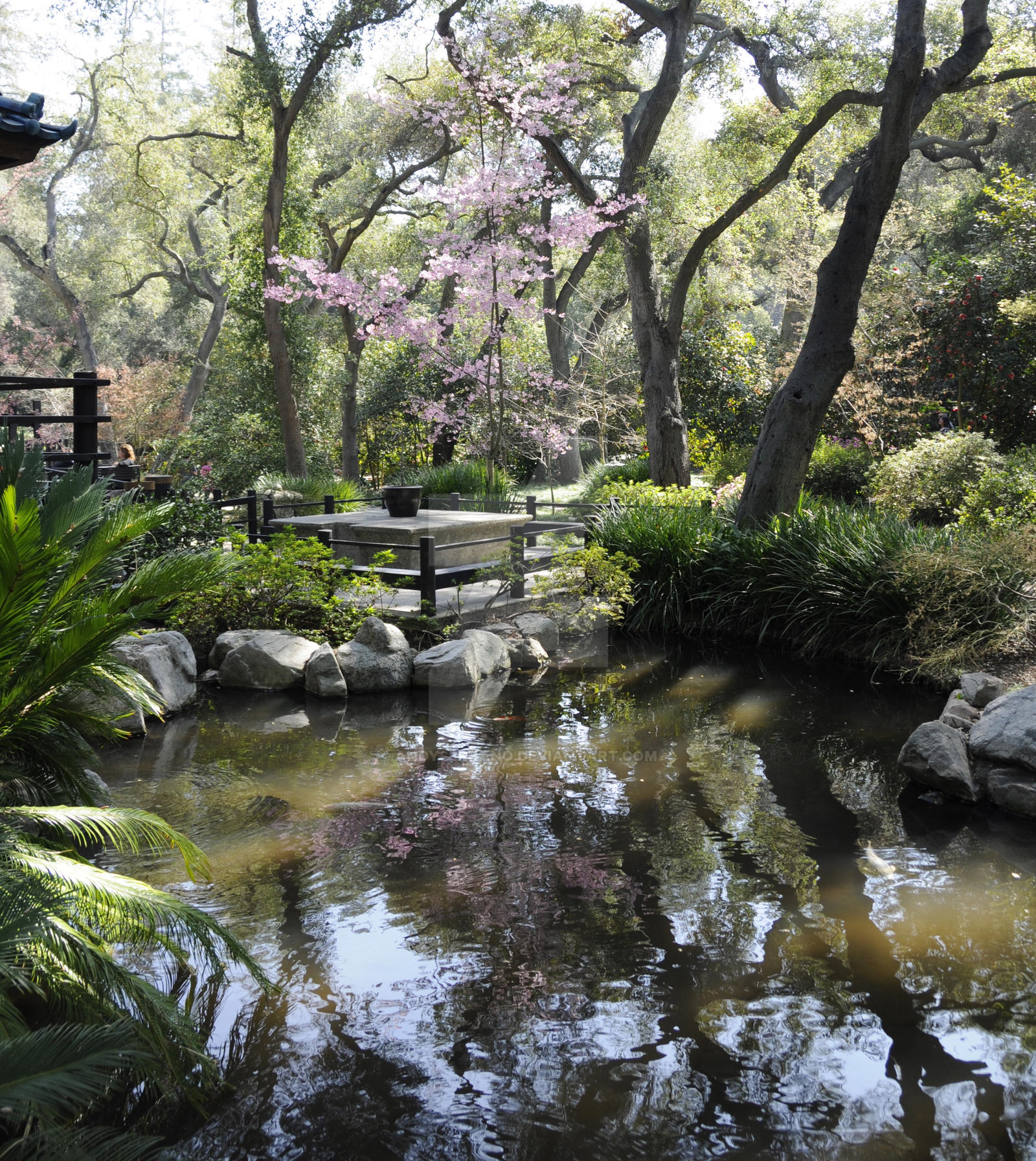 Cherry Blossoms Patio and Pond