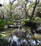 Cherry Blossoms Patio and Pond by AndySerrano