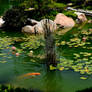 Japanese Koi Pond with Lilies