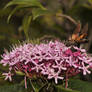 Hummingbird Moth