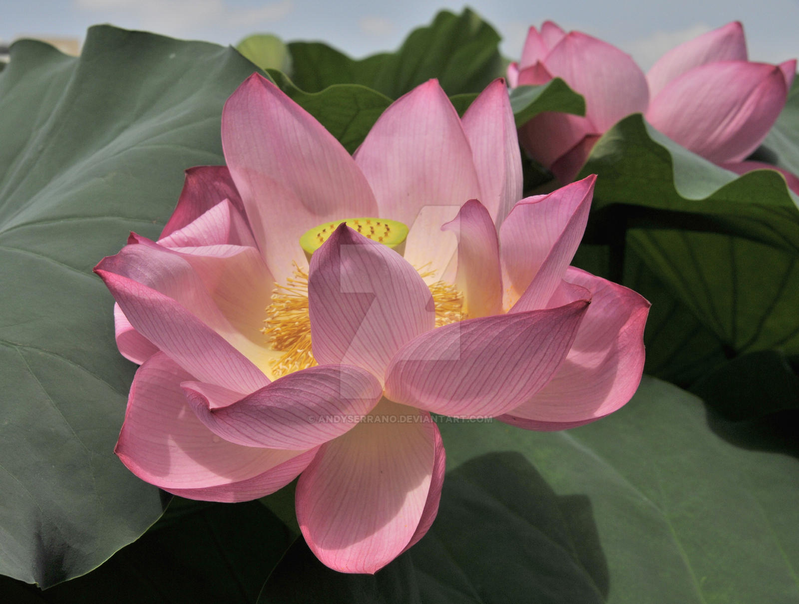 Ueno Park Lotus Blossom