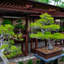 Bonsai Forest