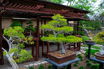 Bonsai Forest by AndySerrano