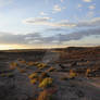 Petrified Landscape