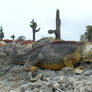 Galapagos Yellow Iguana Having Lunch